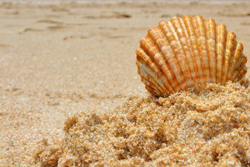 shell on the beach