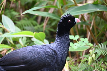Black Hen