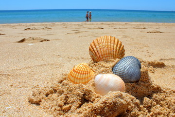 shells on the beach