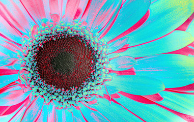 Pink gerbera close-up. Abstract floral background, copy space.
