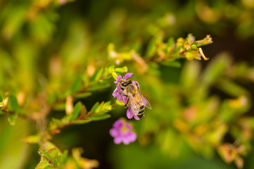 Honey bee closeup