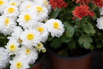 White dahlia pinnata flower in many colors in the same picture. Photo was taken in a flower market.