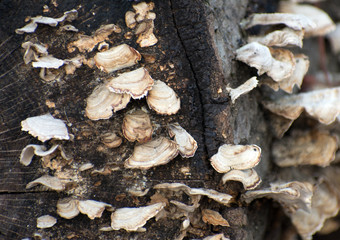 Wild mushrooms grow on a fallen log.