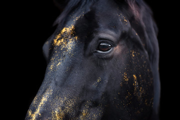 Pferdeauge Glitzer