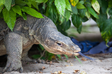  Komodo dragon