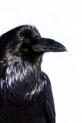 Fototapeta premium Portrait of Raven in Snow