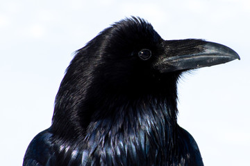 Profile of Raven Beak
