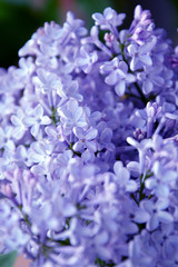  branch of blooming lilacs in the garden