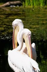 Two pelicans at the pond