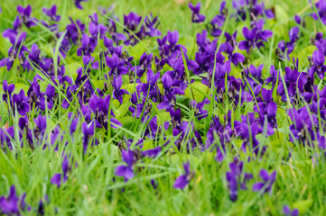 Obraz premium Meadow full of violet viola flowers