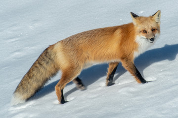 Obraz premium Red Fox Travels Through Snow