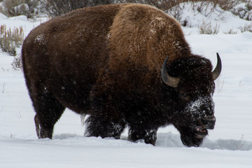 Bison in the Snow