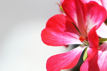 Obraz na płótnie Canvas flor roja, filamento