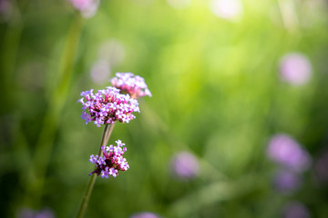 Obraz premium The background image of the colorful flowers