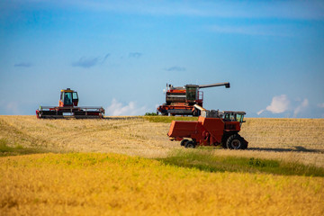 Obraz premium Farming and agricultural vehicles are seen at work in golden crop fields beneath a blue sky, combine harvester collecting grain crops with copy space