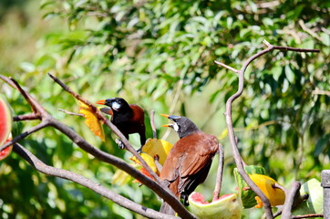 Montezuma Oropendola one of Costa Rica's most iconic bird species