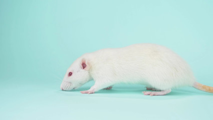 the white rat with red eyes on a blue background. copy space