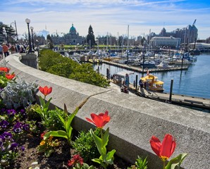 Springtime blooming flowers in Victoria downtown