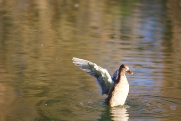 An adult leucistic female mallard duck (Anas Platyrhynchos) wings in Bavaria, Germany