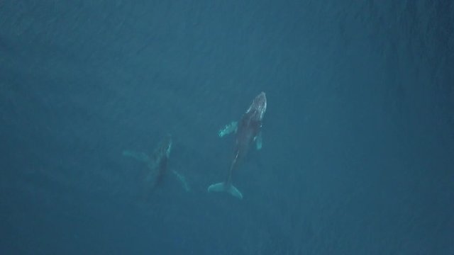 Two humpback whales surfacing and fin splashing, filmed with drone