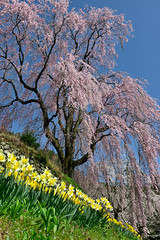 満開のしだれ桜と水仙