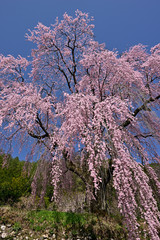 春空に咲く満開のしだれ桜