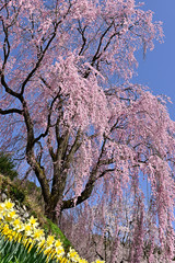 Obrazy na Szkle  Płaczące kwiaty wiśni w pełnym rozkwicie na wiosennym niebie