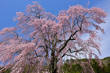 春空に咲く満開のしだれ桜