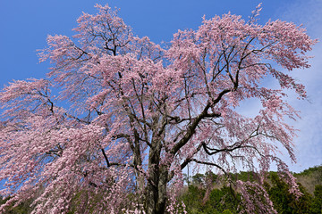 春空に咲く満開のしだれ桜