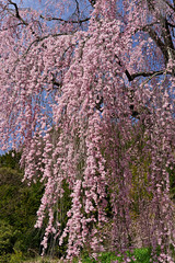 春空に咲く満開のしだれ桜