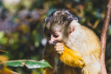 portrait of a monkey