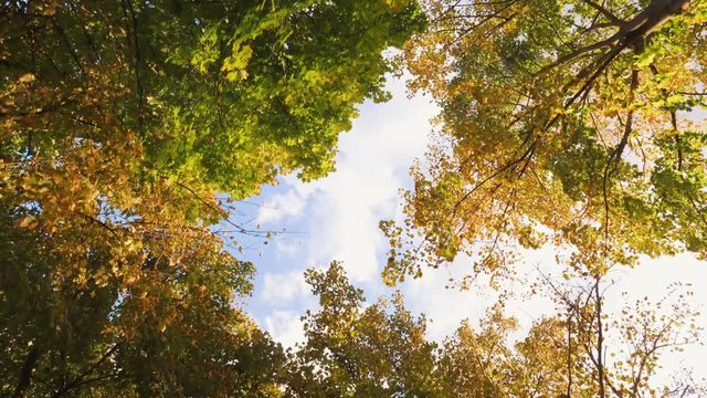 Green And Yellow Trees Against Blue Sky. Look Up View In Forest Or Park. Slow Motion Steadycam Footage. 4K Footage. Europe.