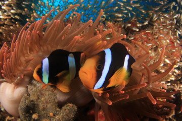 Naklejka na ściany i meble Clark's Anemonefish (Clownfish) in red anemone 