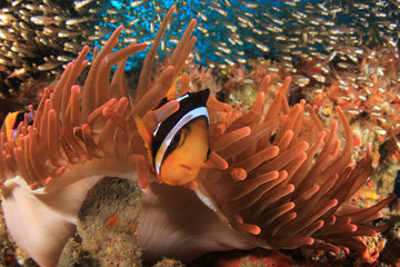 Clark's Anemonefish (Clownfish) in red anemone 