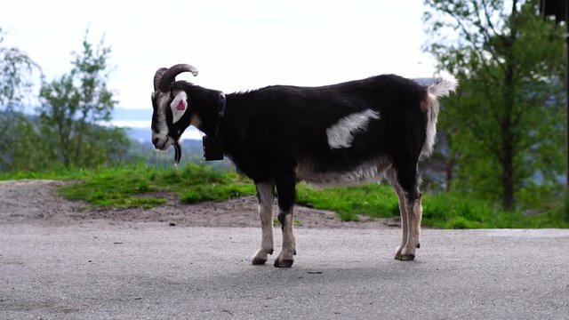 Mountain goat in Floyen mountain in Bergen. Norwegian traditional village life. Scenic hike and Floibanen funicular railcar ride sightseeing. Norway in summer. 