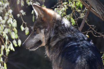portrait of a wolf