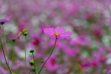 Close up of Japanese Cosmos Flower with Bokeh Background