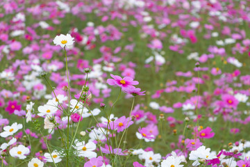 Obraz na płótnie Canvas Japanese Cosmos Flowers in Meadow 