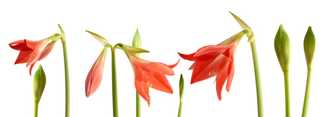 set green unblown bud, red blooming bud isolated on white background