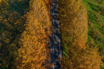 Road Lined with Dawn Redwoods at Metasequoia Namiki, Shiga Japan. High Angle View