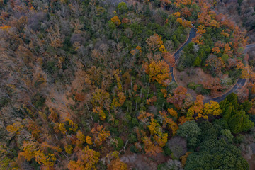 Autumn Trees in Japan, Aerial View with Copy space 