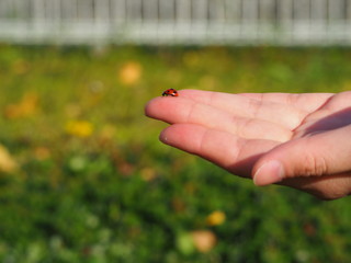  Photo of ladybird on the palm