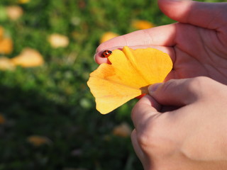  One photo of ladybird and ginkgo