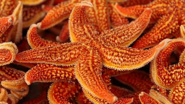 Starfish are marine invertebrates, this is an underwater fantasy cinemagraph, zoom in and out, loopable