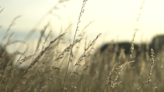 Slow motion zoom natural landscape with no filter color footage of beautiful walk in could windy prairie  meadow wheat grain grass field in warm sun with sunset in golden light for vacation concept