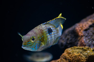 aquário peixes coloridos em águas azuis escuras