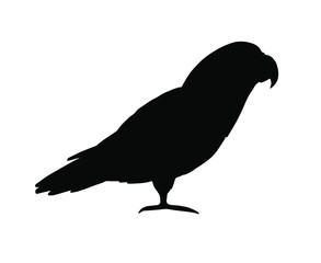 Vector black gray African parrot silhouette isolated on white background