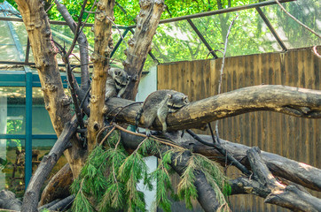 raccoon family sleeping on a tree trunk at the zoo.