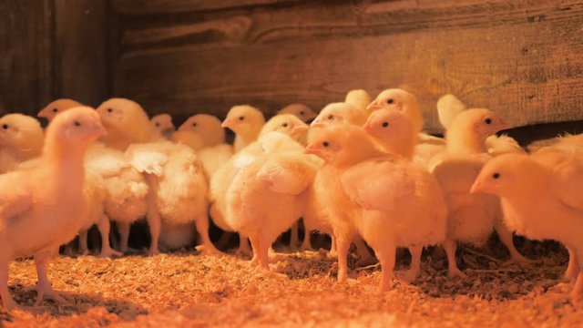 Broiler chicken chicks at the poultry farm