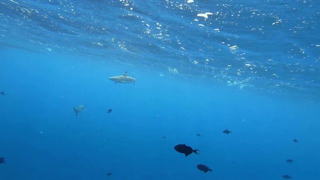 School of fish swim by. Snorkeling and diving in Bora Bora, Tahiti French Polynesia. Luxury travel vacation & paradise getaway, romantic honeymoon exotic destination.